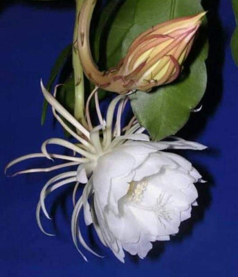 GreenyOn Brahma Kamal Plant(Hybrid, Pack of 1)
