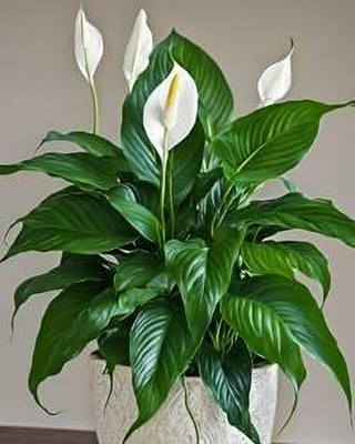 MAITRA AND SONS Peace Lily Plant(Hybrid, Pack of 1)