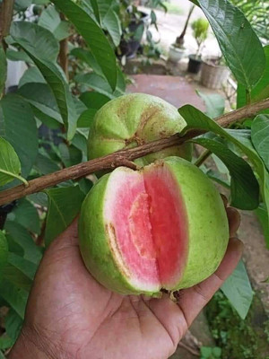bfn Guava Plant(Hybrid, Pack of 1)