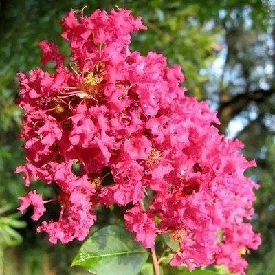 GLOBQRO Jasmine Plant(Hybrid, Pack of 1)