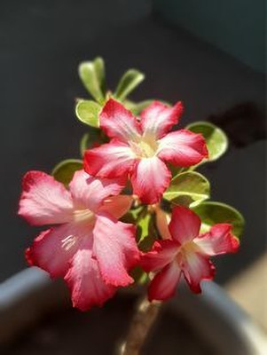 MAITRA AND SONS Adenium Plant(Hybrid, Pack of 1)