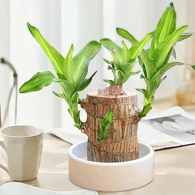 GRIVA CREATION Mini Brazalian wood(Hybrid, Pack of 1)