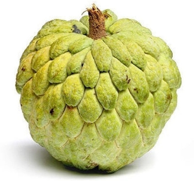 GLOBQRO Custard Apple Plant(Hybrid, Pack of 1)