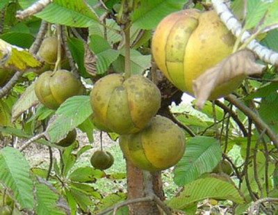 Gardeners Choice Elephant Apple Plant(Hybrid, Pack of 1)