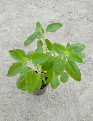 Cloud Farm Tulsi Plant(Hybrid, Pack of 1)