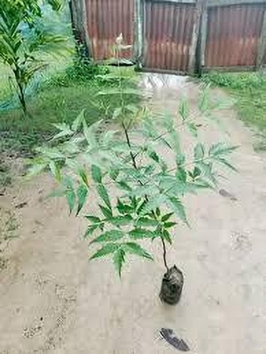 SKDIYA Neem Plant(Hybrid, Pack of 1)