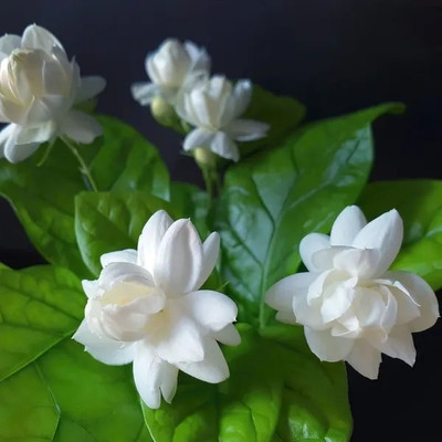 GLOBQRO Jasmine Plant(Hybrid, Pack of 1)