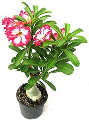 Green Tree Mart Adenium Plant(Hybrid, Pack of 1)