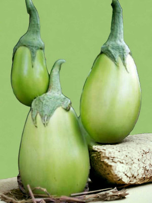 ibains Brinjal(Hybrid, Pack of 4)