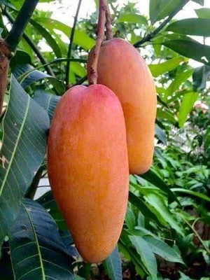 KrishnaNursery Mango Plant(Hybrid, Pack of 1)