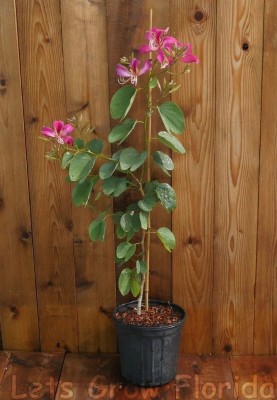 Cloud Farm Bauhinia Acuminata Plant(Hybrid, Pack of 1)