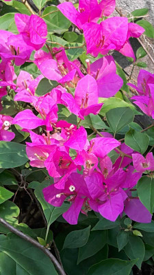 EDEN OF EARTH Bougainvillea Plant(Hybrid, Pack of 1)