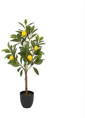 Sarika Lemon Plant(Hybrid, Pack of 1)