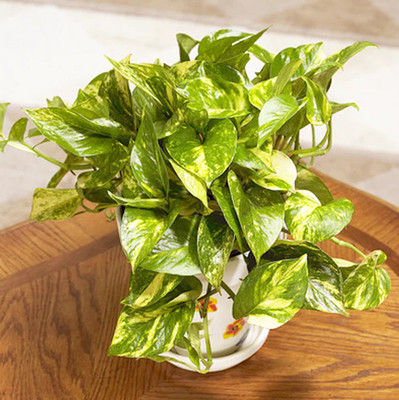 BISWAS GARDEN Money Plant(Hybrid, Pack of 1)