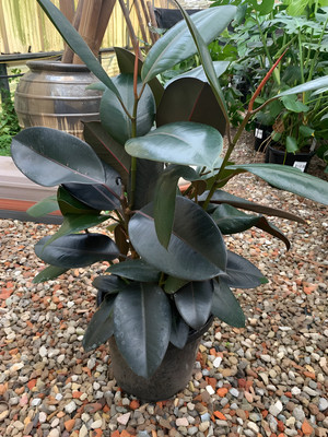 ABEFARIYA Rubber Tree(Hybrid, Pack of 1)