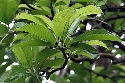GLOBQRO Elephant Apple Plant(Hybrid, Pack of 1)