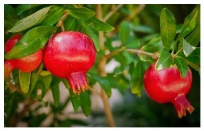 Treeicks Pomegranate Plant(Hybrid, Pack of 1)