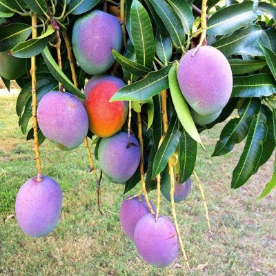 GREEN GARDEN SHOP Mango Plant(Hybrid, Pack of 1)