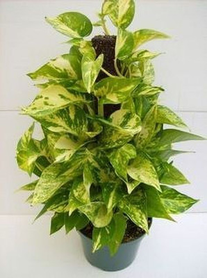 LeaflinksPlants Money Plant(Hybrid, Pack of 1)