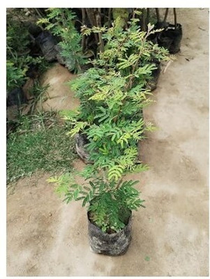 Treeicks Shami/Jand Plant(Hybrid, Pack of 1)