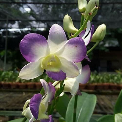Aquinnah Orchid Plant(Hybrid, Pack of 1)