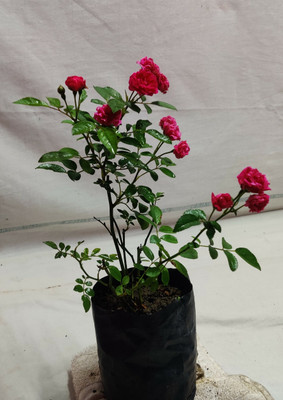 PB honey priya plant Rose Plant(Hybrid, Pack of 1)