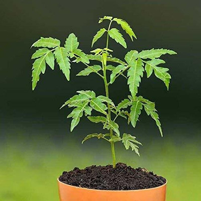 Cloud Farm Neem Plant(Hybrid, Pack of 1)