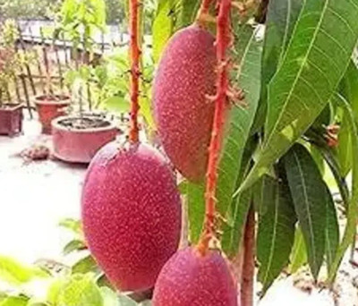 AFARTIOBINA Mango Plant(Hybrid, Pack of 1)