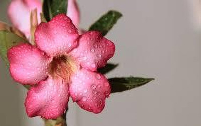 GreenyOn Adenium Plant(Hybrid, Pack of 1)
