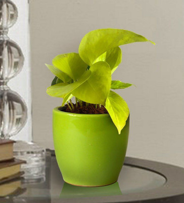 Oxygreenplant Money Plant(Hybrid, Pack of 1)