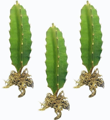 Green dragon plants Star Fruit Carambola Grafted Plant(Hybrid, Pack of 3)