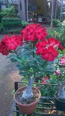 GreenyOn Adenium Plant(Hybrid, Pack of 1)