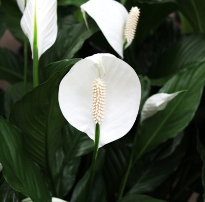 ONLINE PLANT BAZAR Peace Lily Plant(Hybrid, Pack of 1)