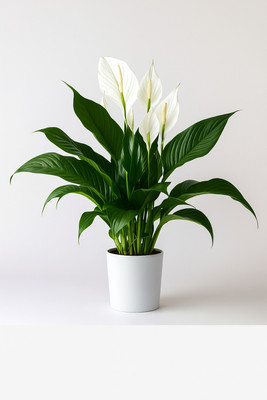 BloomShadow Peace Lily Plant(Hybrid, Pack of 1)