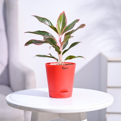 UGAOO Aglaonema Plant(Pack of 1)