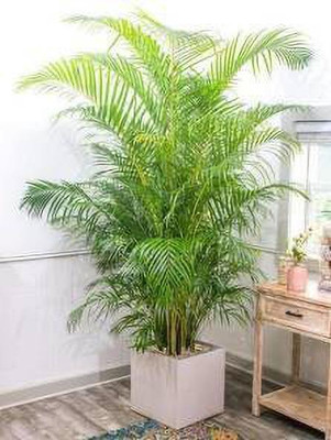 Cloud Farm Areca Plam(Hybrid, Pack of 1)