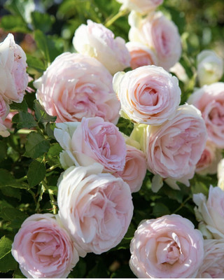 Plntbes Rose Plant(Hybrid, Pack of 1)