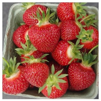 Treeicks Strawberry Plant(Hybrid, Pack of 1)