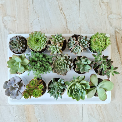 FarmStorey Succulents Plant(Pack of 15)