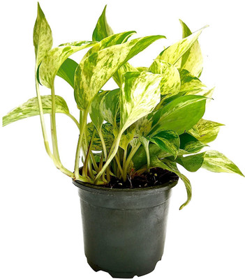 BebyTree Money Plant(Hybrid, Pack of 1)