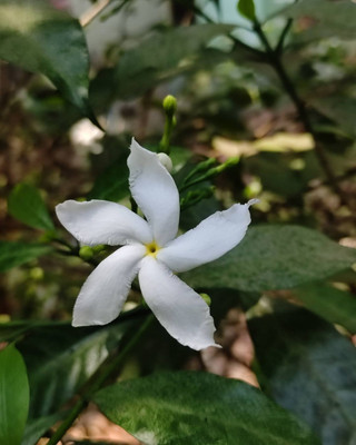 AFARTIOBINA Jasmine Plant(Hybrid, Pack of 1)