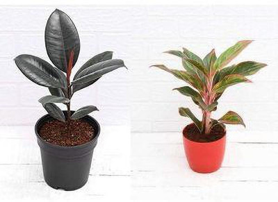 the green dotcom Rubber Tree(Hybrid, Pack of 2)