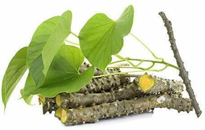 VibeX Giloy Plant Fresh Stems of 6 inch Each Seed(10 per packet)