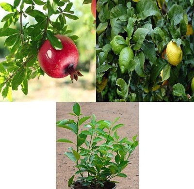 KUMUBON Pomegranate Plant(Hybrid, Pack of 1)