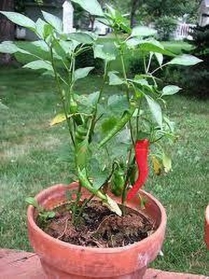 rimardmistu Chilli Spices Plant(Hybrid, Pack of 1)