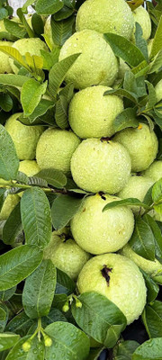 mrkgreengarden Guava Plant(Hybrid, Pack of 1)