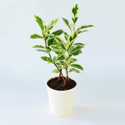 Cloud Farm Ficus Plant(Hybrid, Pack of 1)