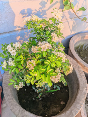 MAITRA AND SONS Madhu Kamini Plant(Hybrid, Pack of 1)