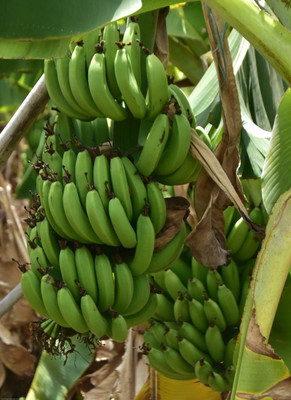 YourPlant Banana Plant(Hybrid, Pack of 1)