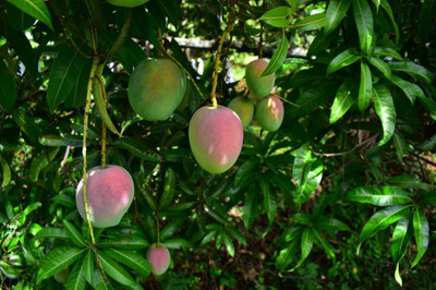My Dream Nursery Mango Plant Seed(1 per packet)